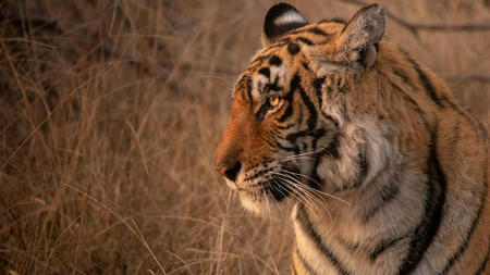 The Ultimate Luxury Safari Experience in Ranthambore: Where Opulence Meets Adventure